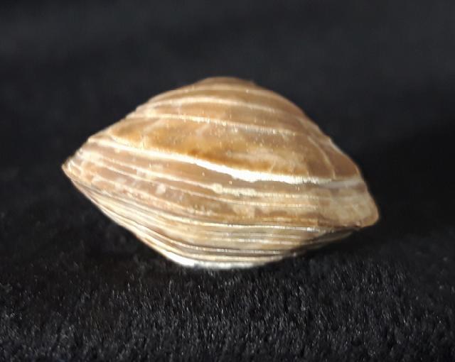 Carneithyris carnea SOWERBY 1812 - Bild &copy; FossNet FossilienStore